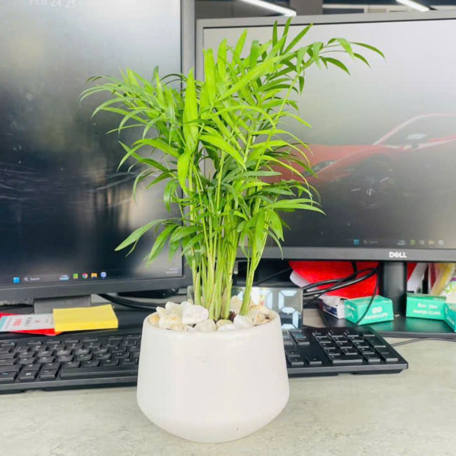 Chamaedorea elegans - Vu Quang Tuan - Office of Student Affairs