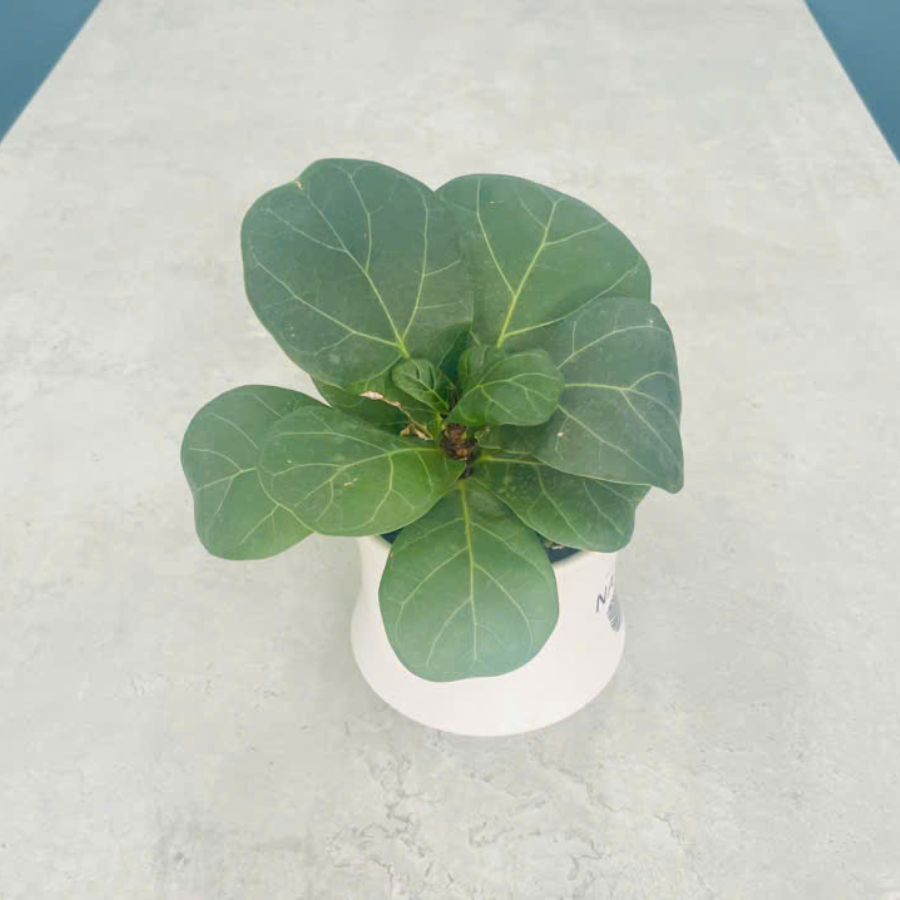 Ficus Lyrata Nguyen Phuong Thao - Office of Finance and Accounting