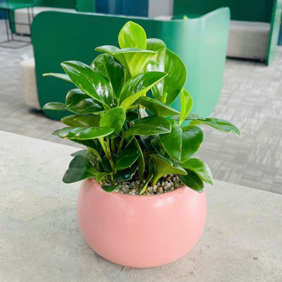 Peeromia obtusifolia - Nong Thi Ngoc Quyen - Assistants to UC and BOPS