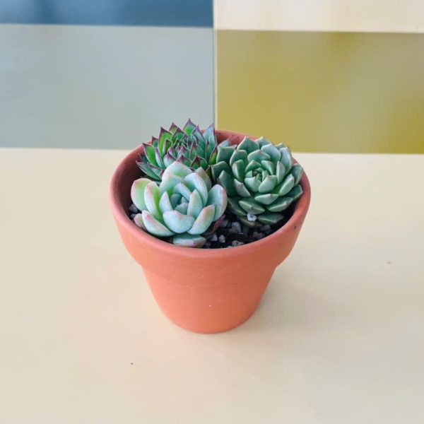 3c Echeveria Prolifica, Echeveria Blue Atoll, Sempervivum Tectorum (Sen đá dù, Sen đá thái, Sen đá phật bà)