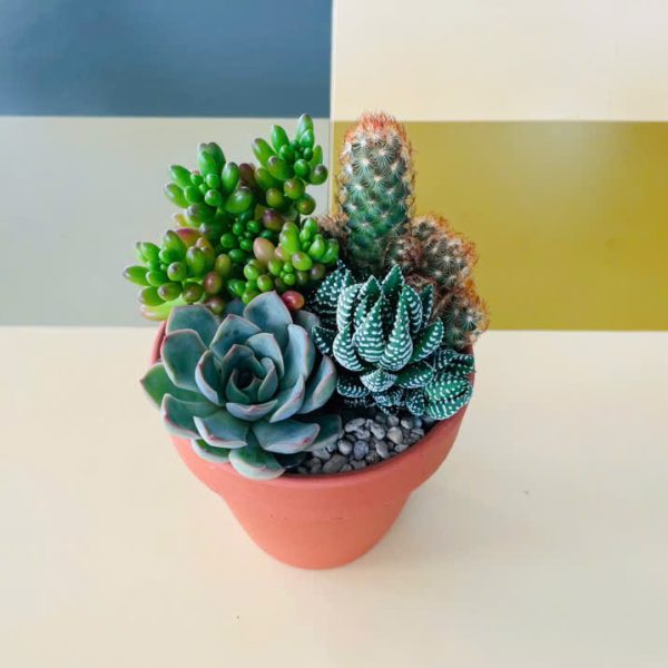 4sed Echeveria Blue Atoll, Mammillaria gracilis fragilis, Haworthia, Sedum rubrotinctum (Sen đá thái, Xương rồng trứng chim, Móng rồng, Thạch ngọc xanh)