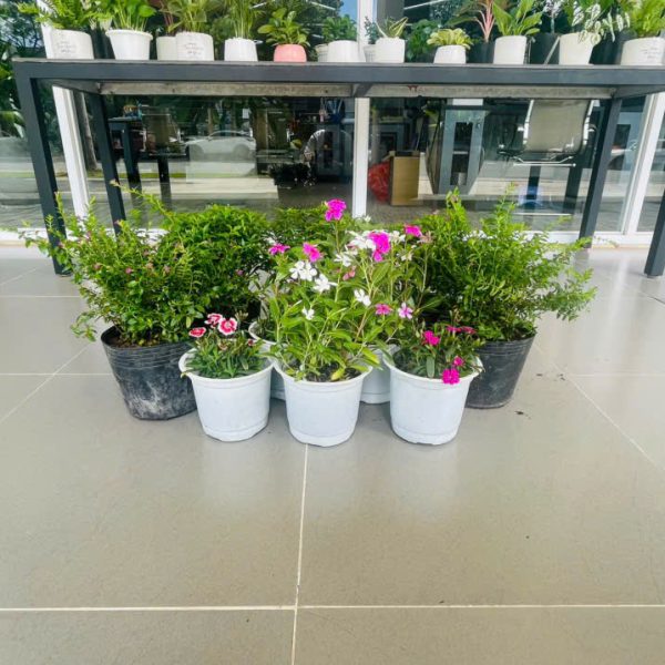 cam tu mai Catharanthus roseus, Dianthus chinensis, Tabernaemontana dwarf, Cuphea hyssopifolia (Hải Đằng, Cẩm Chướng Gấm, Mai Vạn Phúc, Cẩm Tú Mai)