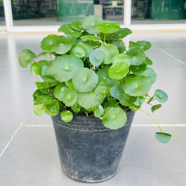 Hydrocotyle Verticillata Hydrocotyle Verticillata Nguyen Minh Hoang - CIT Student (K12)