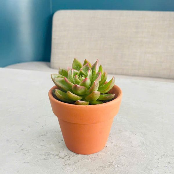den da Echeveria (Hoa sen đá)