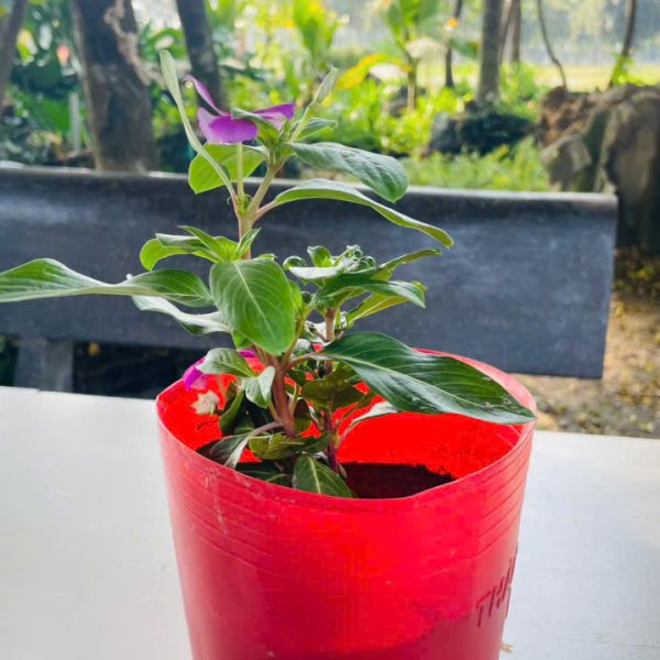 dua can Catharanthus roseus (Hải Đằng)