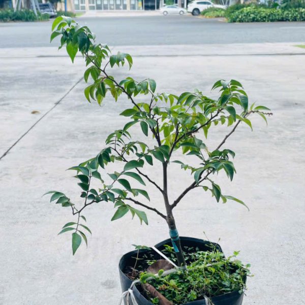 khe Averrhoa carambola (Khế)