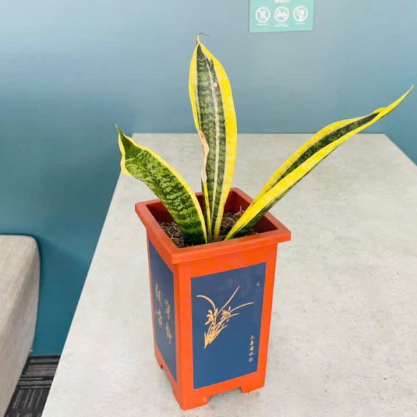 lh1 Sansevieria trifasciata (Lưỡi Hổ)