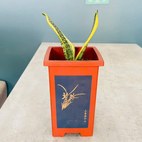 lh2 Sansevieria trifasciata (Lưỡi Hổ)