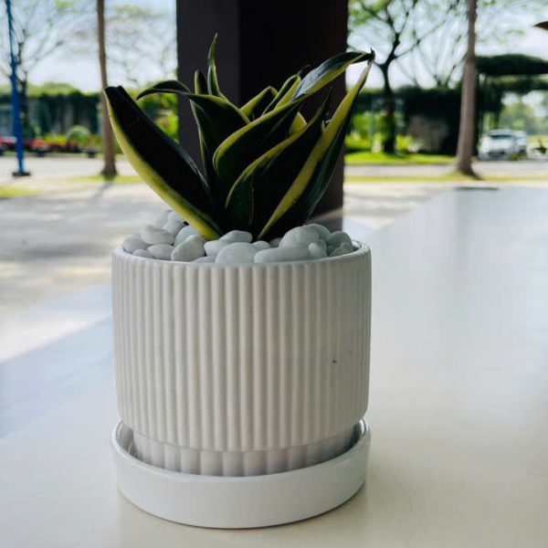 Sansevieria trifasciata (Lưỡi Hổ)
