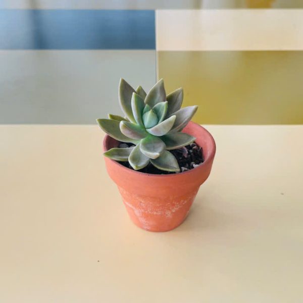 ma Graptopetalum paraguayense (Sen đá ma)