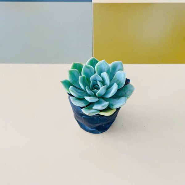 minima Echeveria minima (Sen đá minima)