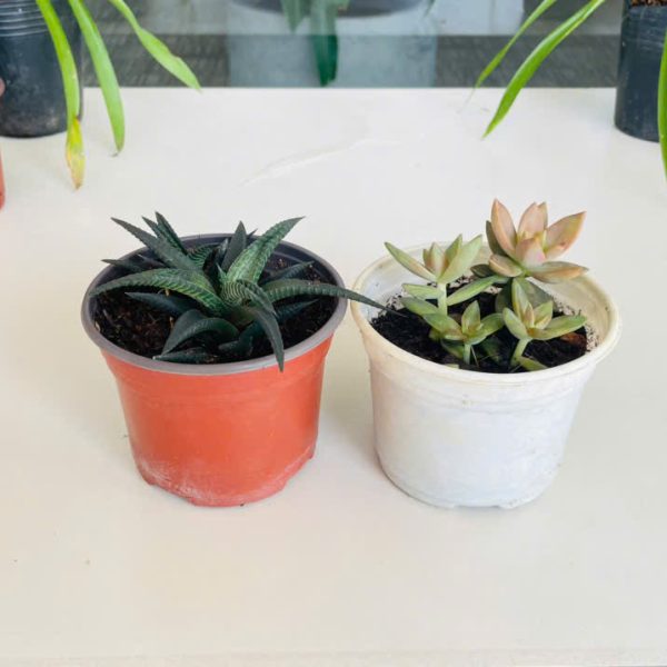 mong rong xoay, sen da Haworthia, Echeveria (Móng rồng xoáy, Hoa sen đá)