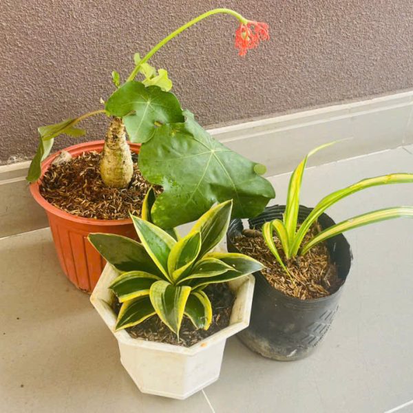 ngo dong Jatropha podagrica, Sansevieria trifasciata, Chlorophytum comosum (Ngô đồng, Lưỡi hổ, Cỏ lan chi)