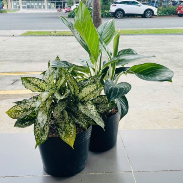 ngoc ngan bach ma hoang tu Dieffenbachia Picta & Aglaonema Pseudobracteatum (Ngọc Ngân & Bạch Mã Hoàng Tử)
