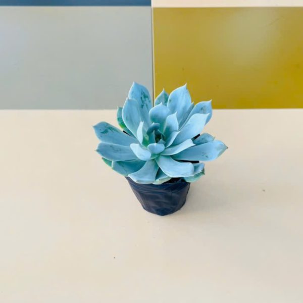 nt Echeveria peacockii (Sen đá ngọc trinh)