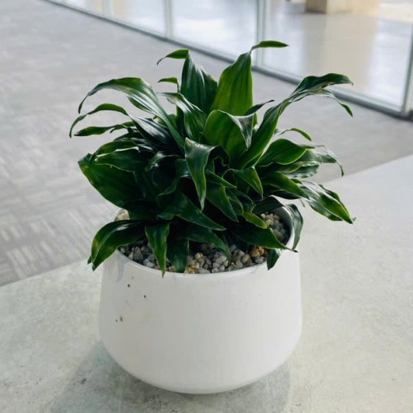 phat tai uc Dracaena Deremensis (Phát Tài Úc)