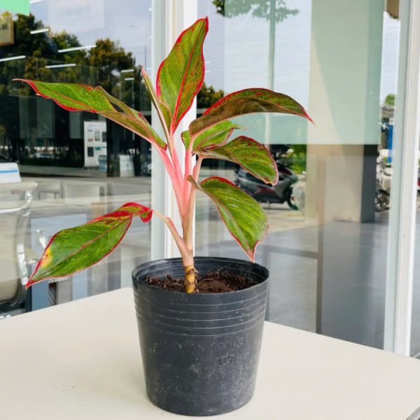 aglaonema hybrid (Phú Quý)