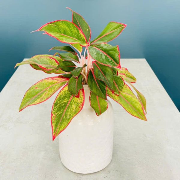 phu quy1 Aglaonema hybrid (Phú quý)