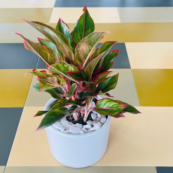 Aglaonema hybrid (Phú quý)