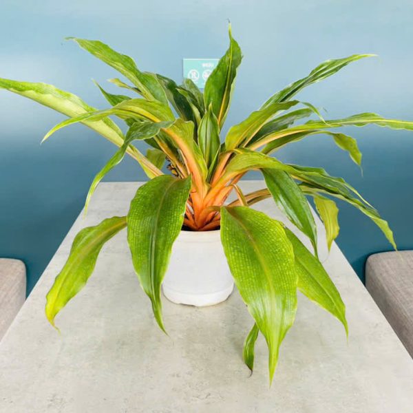 phuong huong lua Chlorophytum orchidastrum (Phượng hoàng lửa)