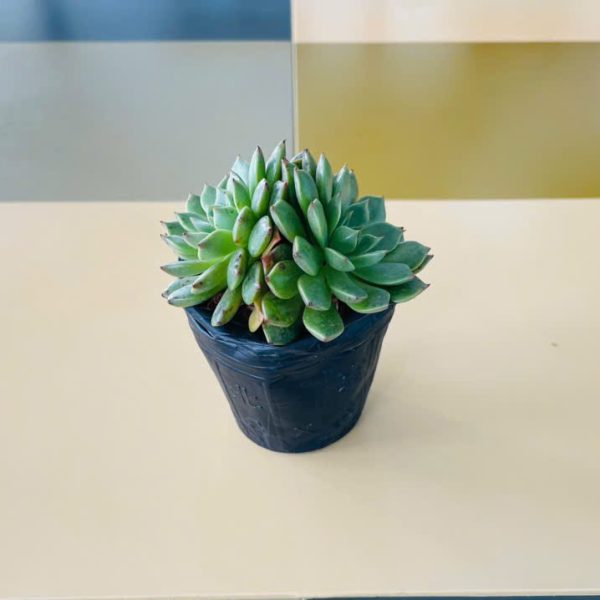 ruby Graptoveria Olivia (Sen đá ruby xanh)