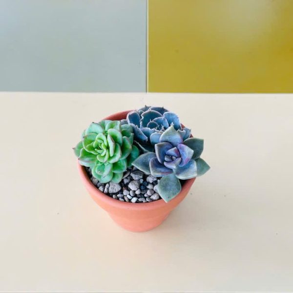 sd 3 Echeveria Blue Atoll, Echeveria elegans, Echeveria shaviana (Sen đá thái, Sen đá xanh, Sen đá bắp cải)