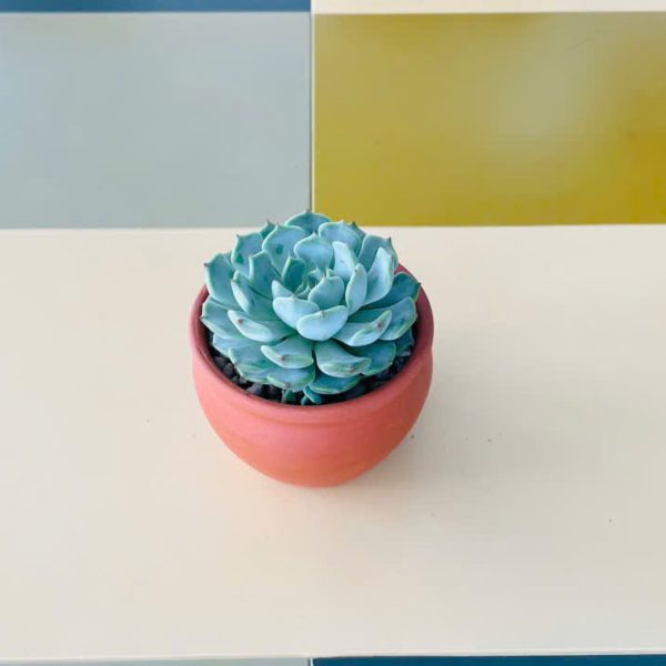 sd ngoc trinh Echeveria peacockii (Sen đá ngọc trinh)