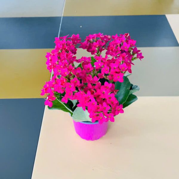 sd Kalanchoe blossfeldiana (Sống đời)