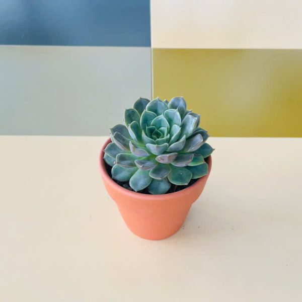 sd thai Echeveria Blue Atoll (Sen đá thái)