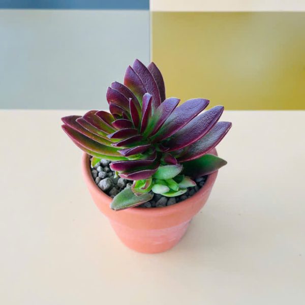 sd tu phuong Crassula capitella (Sen đá tứ phương)