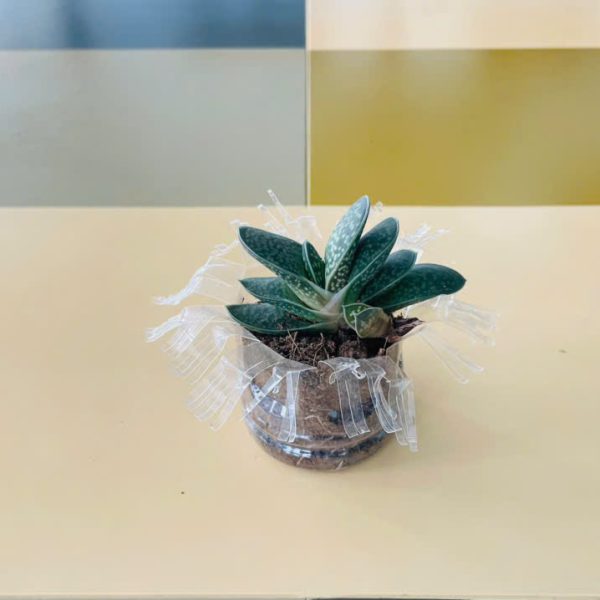 sdmv Gasteria Little Warty (Sen đá mỏ vịt)