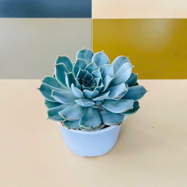 sdnt Echeveria peacockii (Sen đá ngọc trinh)