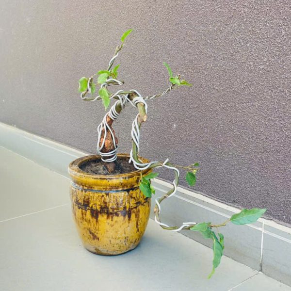 Ficus racemosa Ficus racemosa Phung Dinh Hung - EIU Dorminatory Management Board