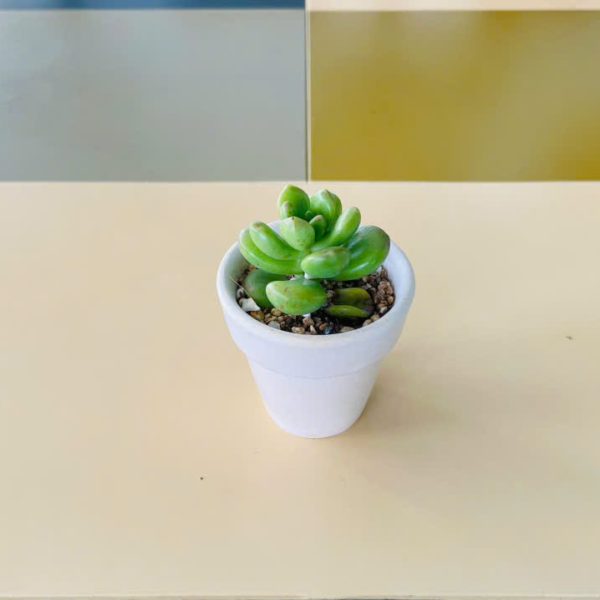 sx Pachyphytum (Sen đá sỏi xanh)