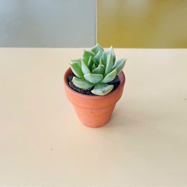thai Echeveria Blue Atoll (Sen đá thái)