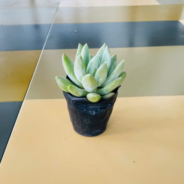 thuoc duoc Sedeveria Blue Elf (Sen đá thược dược)
