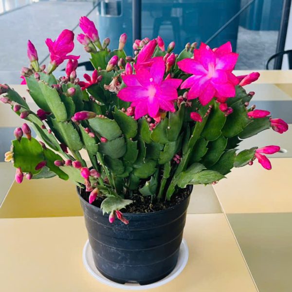 tq Zygocactus truncatus (Tiểu quỳnh)