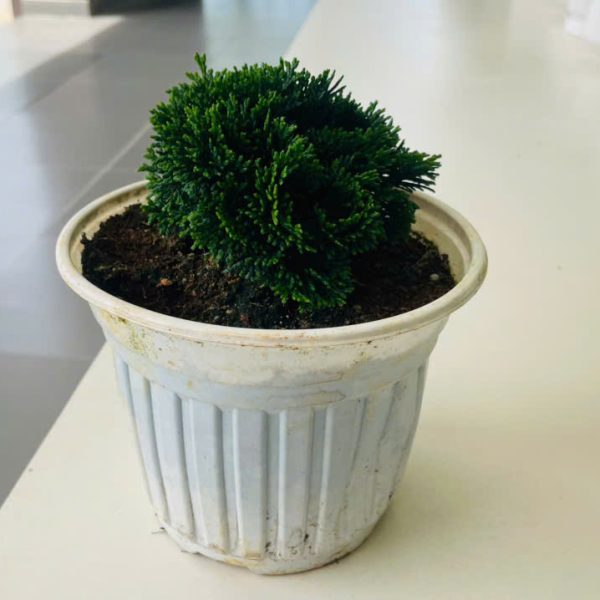 trac xoan hinoki Chamaecyparis obtusa (Trắc Xoắn - Hinoki)