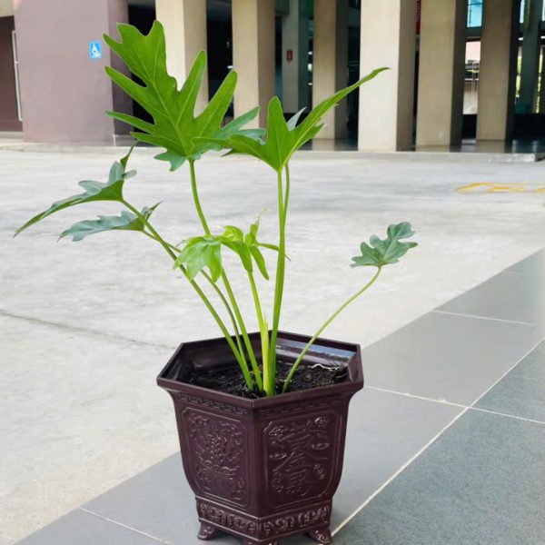 trau ba chan vit Philodendron xanadu (Trầu bà chân vịt)
