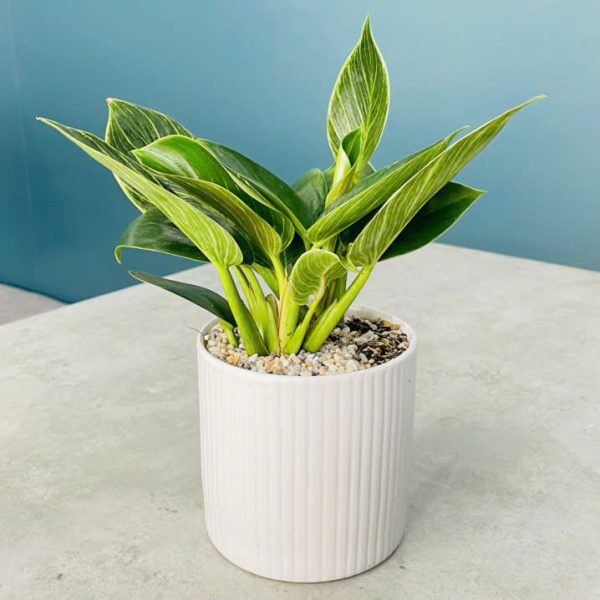trau ba hoang kim Philodendron birkin (Trầu Bà Hoàng Kim)