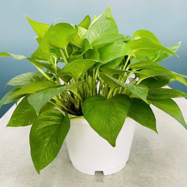 trau ba xanh Epipremnum aureum Green Queen (Trầu Bà Xanh)