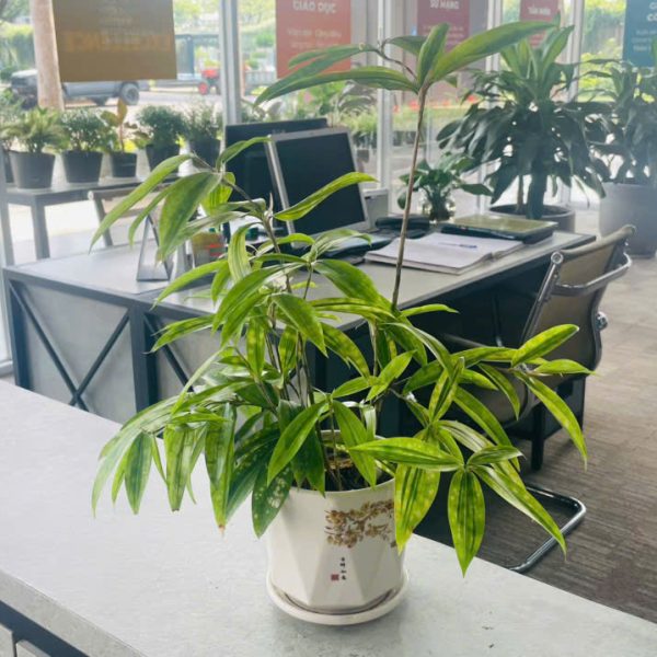 truc nhat Dracaena surculosa (Trúc Nhật)