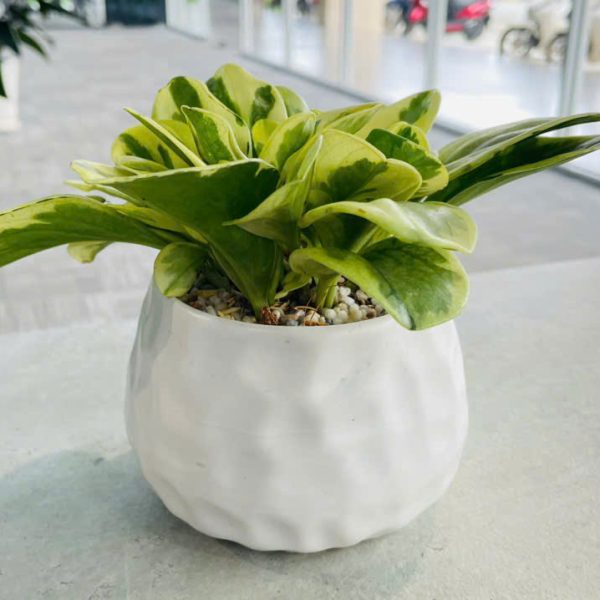 truong sinh cam thach Peperomia obtusifolia Marble (Trường Sinh Cẩm Thạch)
