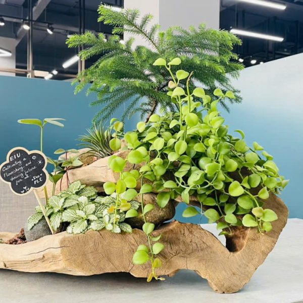 tung bach tan Parallel Peperomia, Zamia furfuracea, Fittonia albivenis, DISCHIDIA MILNEI, Araucaria excelsa (Song song, Thiên tuế Mexico, Lá may mắn, Lan Dollar, Tùng bách tán)