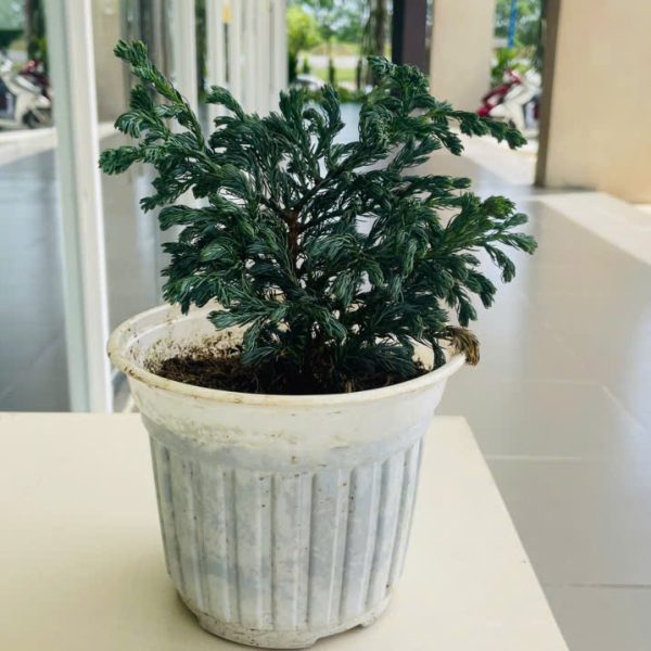 tuyet tung cedrus (Tuyết Tùng)