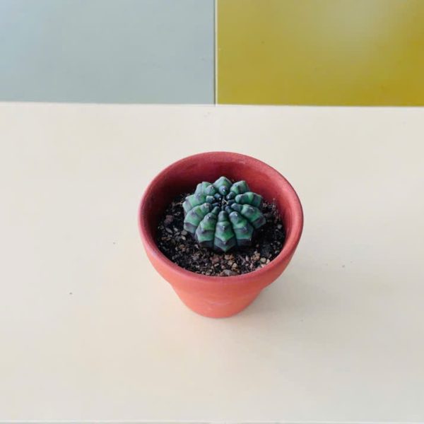 xr gymno GYMNOCALYCIUM MIHANOVICHII (Xương rồng Gymno)