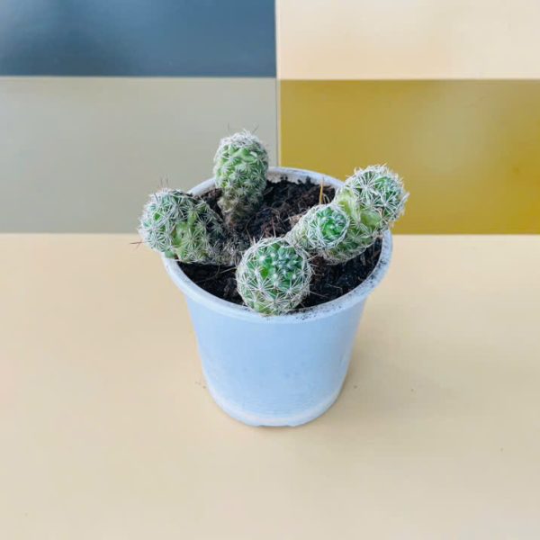 xr trung chim Mammillaria gracilis fragilis (Xương rồng trứng chim)