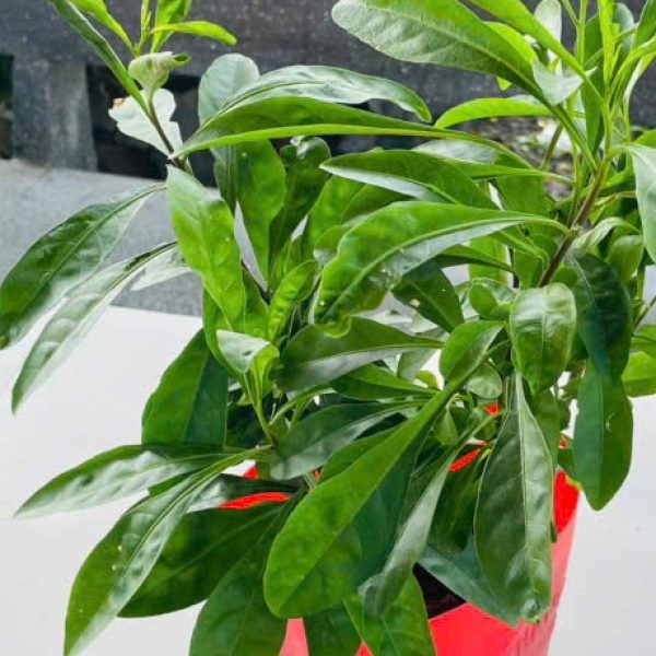 z6359643606569_ec811f95f12517dd7e3b20f26866d4d0 Talinum paniculatum (Thổ Sâm)