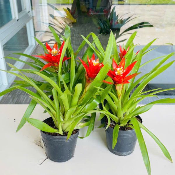 z6359643619251_b87adb8a66797a7219f3a463e1552c2d Bromeliad (Phong lộc)