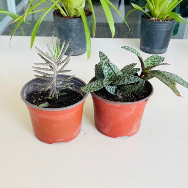z6359643639768_4a06b53c4cd925754bc09e276e3374d7 Kalanchoe tubiflora, Ledebouria Socialis (Trường sinh rằn, Sen đá hồ lô)